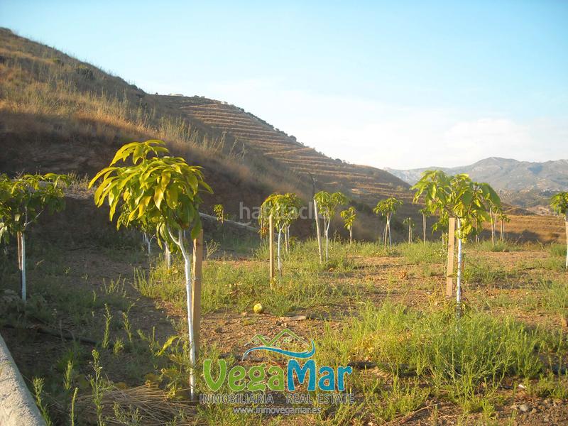 Foto e2a56f01-ee04-4393-abdd-59876fdef6f6. Terrain résidentiel dans Almuñecar centro Almuñécar
