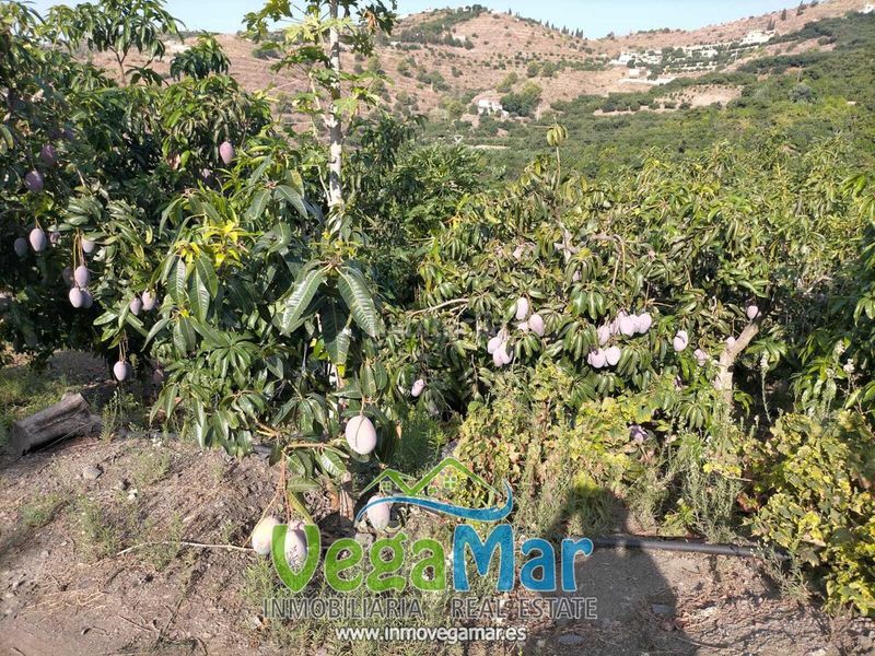 Foto 7738e007-5655-47f5-a1cc-c8c91ce978fc. Terreny residencial a Velilla - Velilla Taramay Almuñécar