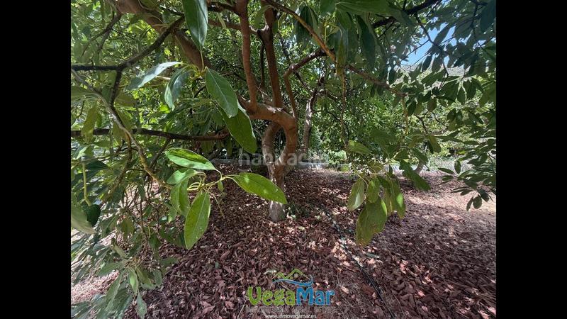 Foto c40b5df1-42ad-40a8-9815-50559c00119b. Residential plot in El Rescate - Río Seco Almuñécar