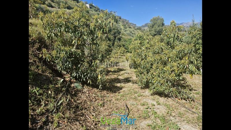 Foto b566cfdb-fbc0-40c7-bc11-12dedc650669. Finca rústica en Jete