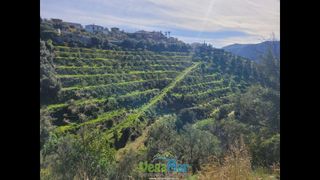 Fondo rustico  De la fifa