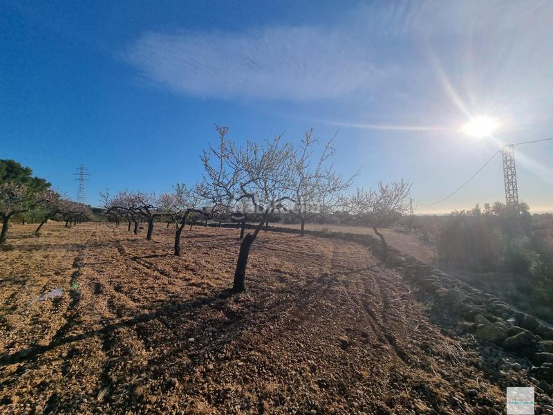 Foto 50459724-638a-4e8f-a267-d378261867bf. Finca rústica a Perelló (El)