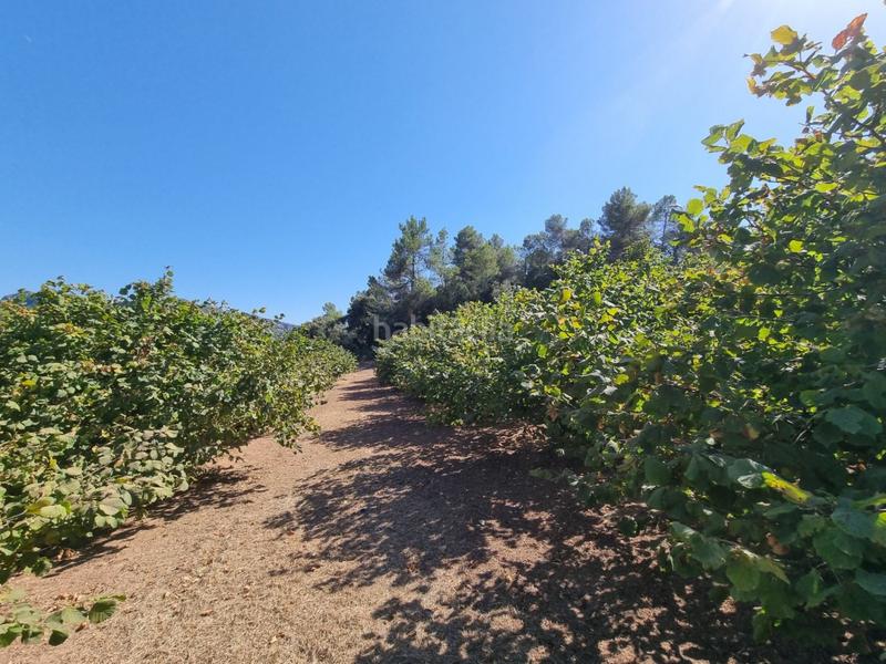 Foto 2f13f13f-ecff-4f40-8fb1-0645fef55b05. Propriété dans Tivissa