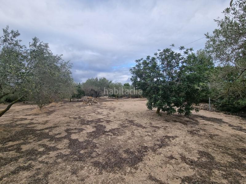 Foto 929b6cbd-c437-4c91-bcc5-08dc60601dc0. Masia a Perelló (El)