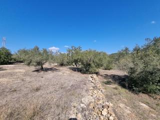 Finca rústica a L´Ametlla de Mar. Disfruta del mar y los olivos en lametlla de mar!