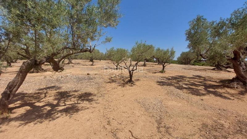 Foto c7aa70e9-c1c6-4133-a105-75cc6f194630. Masía oportunidad única en lampolla vistas espectaculares al mar, montaña y delta del ebro en Ampolla (L´)