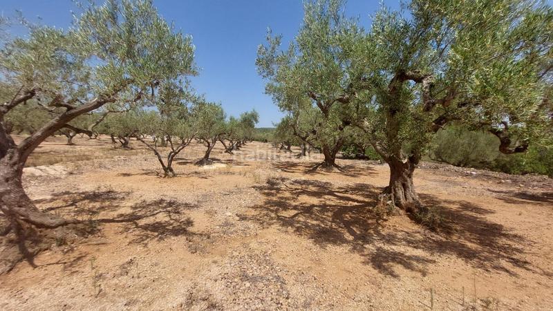 Foto f4d3e457-d9d3-402d-bc9a-c9a4e0ce3953. Masía oportunidad única en lampolla vistas espectaculares al mar, montaña y delta del ebro en Ampolla (L´)