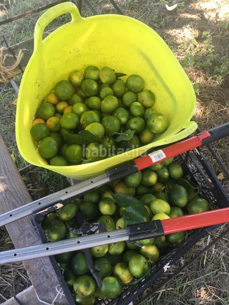 Foto 01a8e764-d61b-4813-a261-e9f45f2bd0ea. Masia amb calefacció a Xerta