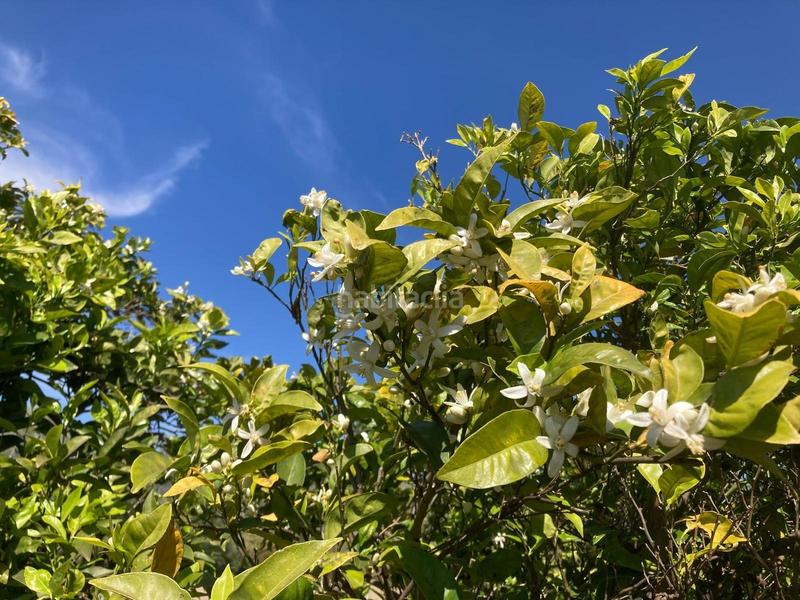 Foto 273d6509-dda2-4dcd-9cc9-f91ddec2fe89. Masia amb calefacció a Xerta