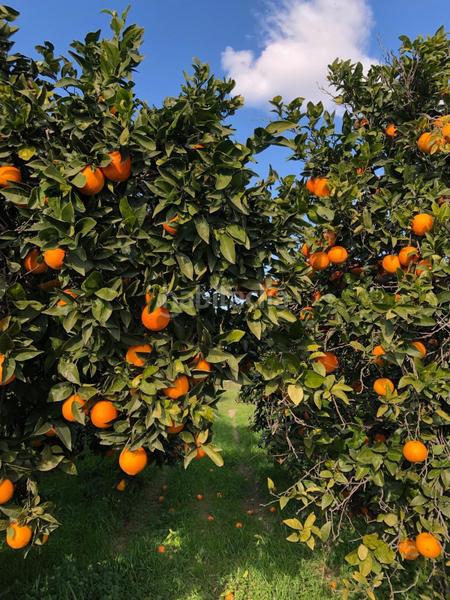 Foto ba4aa9b7-6fc6-4432-819e-a73543b87e4d. Masia amb calefacció a Xerta