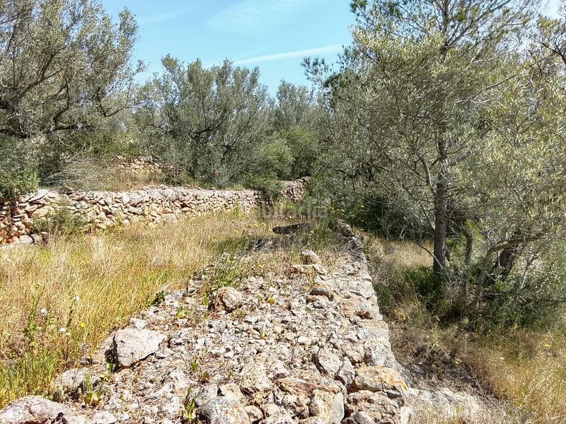 Foto 09ef3755-c6e7-497b-9687-849b33bb04fc. Finca rústica a Aldea (L´)