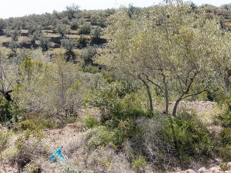 Foto 28abb61a-7cf8-4fc6-945d-62b757f7617f. Finca rústica a Aldea (L´)