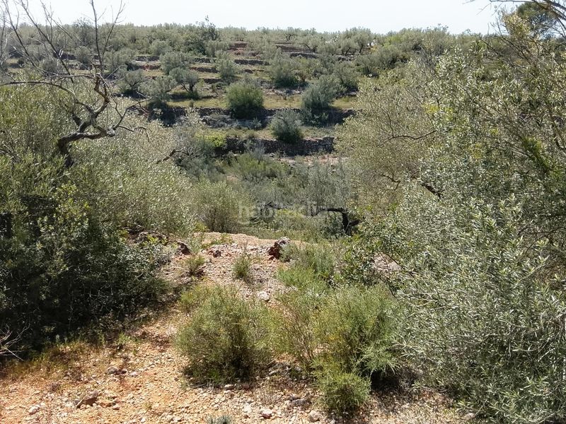 Foto 782bab5e-e51b-452b-9c51-92ec2f099947. Finca rústica a Aldea (L´)