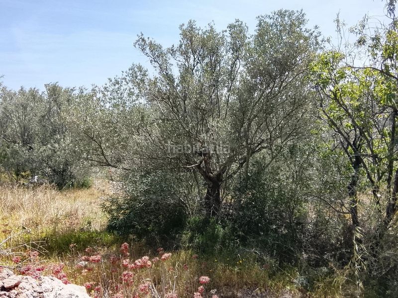 Foto 789fa094-71ea-4b47-abcd-64b6069d24d1. Finca rústica a Aldea (L´)