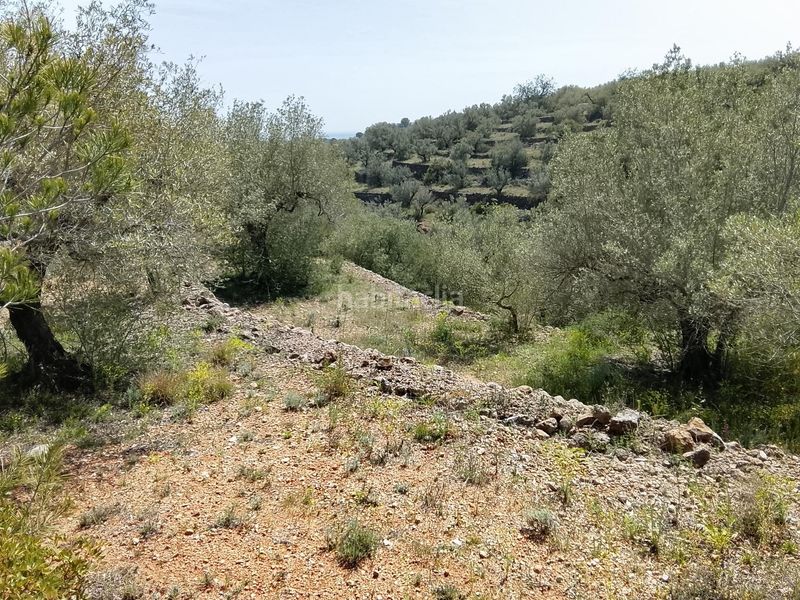 Foto 8fc106b2-a96e-40c5-9ef5-73d036b53578. Finca rústica a Aldea (L´)
