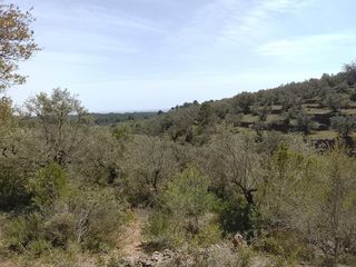 Rural plot  L'aldea. Oportunidad única finca rústica en laldea por 52,000