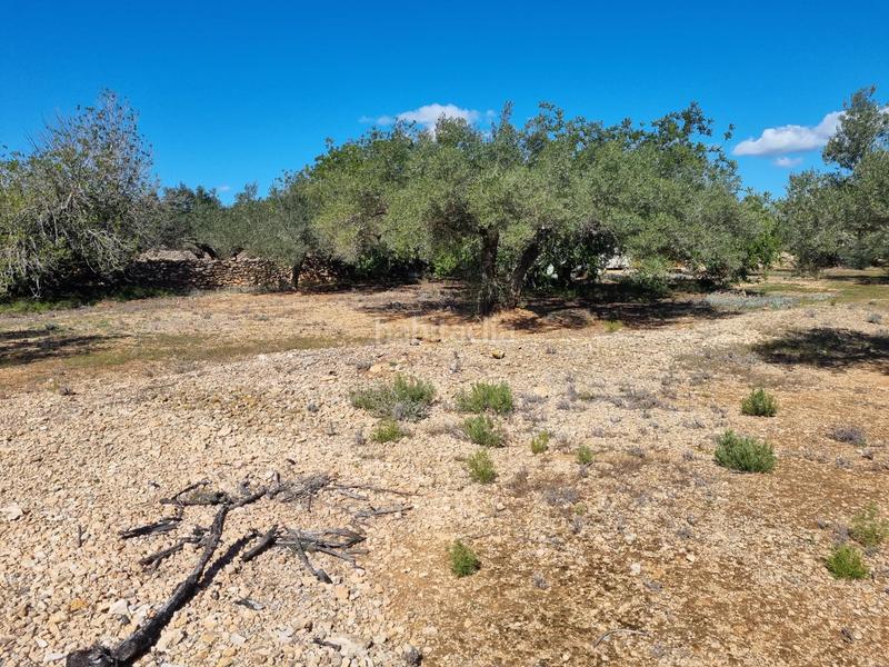 Foto 85f52c75-0658-482a-b254-a7ea48eea57a. Finca rústica finca exclusiva naturaleza y playa a 15 minutos en Perelló (El)