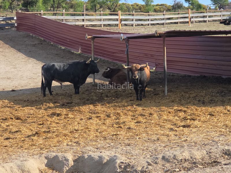 Foto e5c420f5-f879-4e98-8fb1-6d32155f4f33. Finca rústica a El Pijorro Navalcarnero
