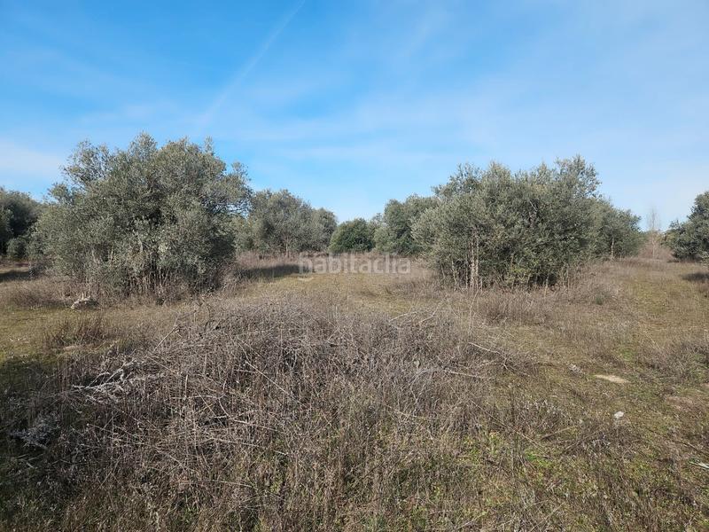 Foto 31afdf82-23a2-4b58-a9e6-529a64ef3520. Fondo rustico in La Dehesa - El Pinar Navalcarnero