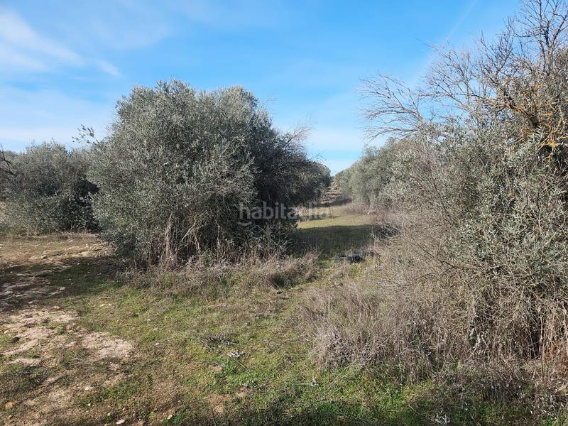 Foto a30fcffb-b900-42b6-9e53-b289c7f10bc5. Fondo rustico in La Dehesa - El Pinar Navalcarnero