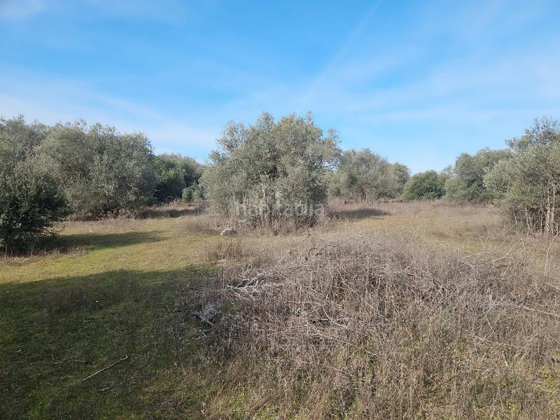 Foto 7a1b34fe-4e10-456d-af37-9d9eac8102e4. Propriété dans La Dehesa - El Pinar Navalcarnero