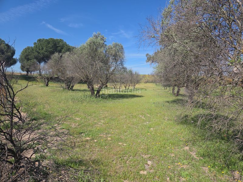 Foto 0fcd849a-cac6-4577-beeb-df5ac0d71098. Masia a Urb. Calypo Navalcarnero