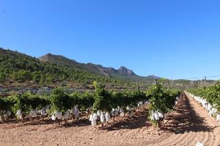 Terrain résidentiel à Romana (la). Parcela en la romana alicante