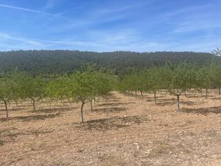 Terreno residencial en Tomelloso. Venta de parccela en la romana alicante