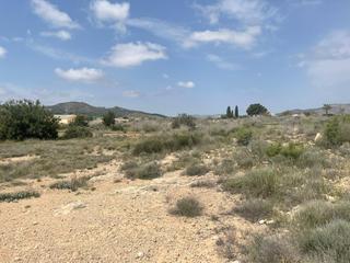 Fondo rustico in Novelda. Venta de terreno en novelda alicante