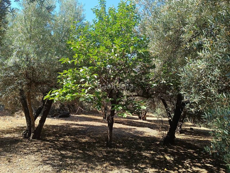 Foto 4f4d67e8-2ff8-4a17-97ad-a6b7295aa423. Finca rústica a Nevada