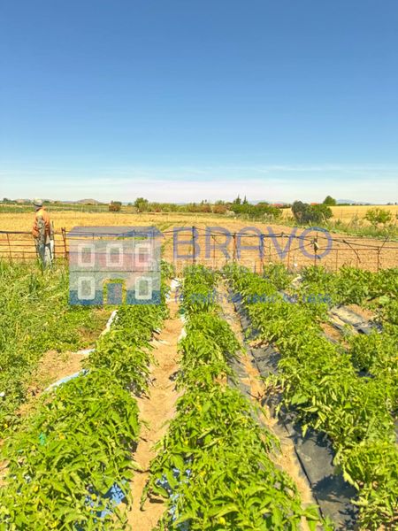 Foto b1737d6f-6452-485f-8c47-f4725a1642f2. Finca rústica a Don Benito