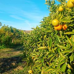 Rural plot in Calle jara 79