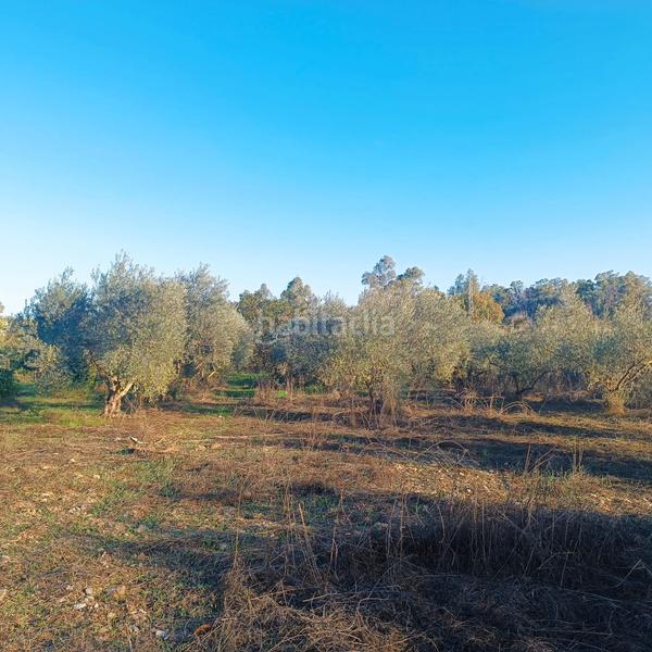 Foto 5e1d6105-b9a1-47b4-8ad5-76d771ae9c05. Finca rústica a calle jara 79 a Coín