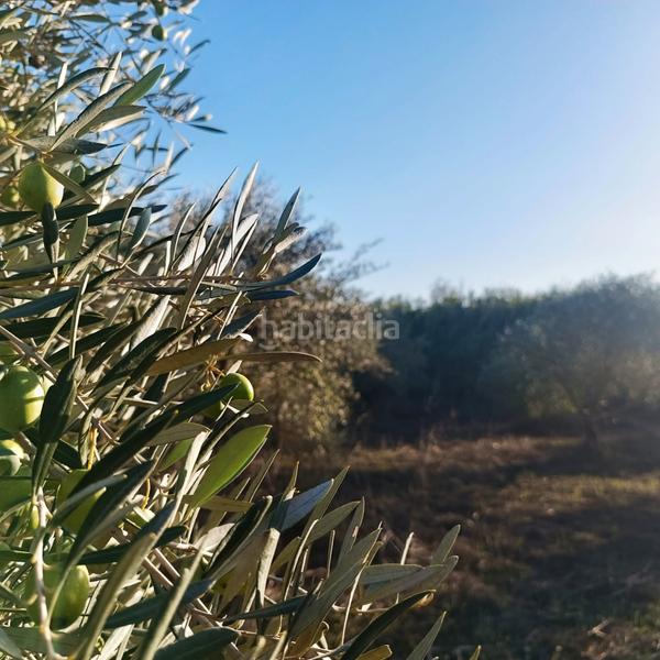 Foto 8b6220c7-34a0-4c7d-9765-efc6b41499bf. Finca rústica a calle jara 79 a Coín