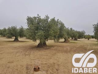 Finca rústica a Tablano 3. Terreno rústico de 8155 m2 en olías del rey