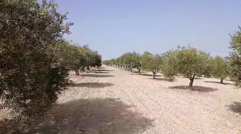 Foto 59febb67-3b19-40ef-bcfc-8eee4dfef8b8. Terreny residencial a Torrejón de Velasco