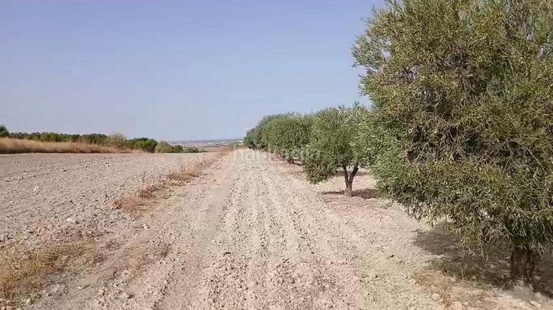 Foto 6100005d-13fd-4edf-85be-bce2b590bb54. Terreny residencial a Torrejón de Velasco