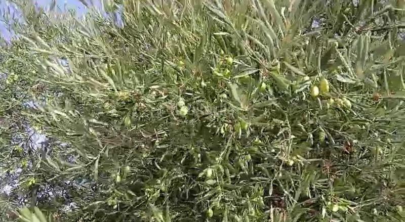 Foto cf8bf6e4-36a1-4bdc-a529-2806634a0b80. Terreny residencial a Torrejón de Velasco