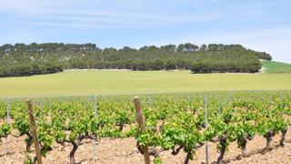 Finca rústica a N/a. Terreno rodeado de tierras de labranza en venta en tudela de due