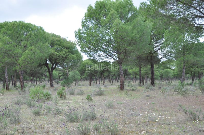 Foto e6c8d85b-2ac5-4fcc-9d98-00600827f856. Terrain résidentiel dans carretera aldeamayor 84 dans Tudela de Duero