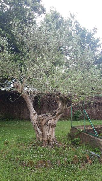 Foto 5b26c4e0-c8ee-43a1-8f43-0b01130cf6ba. Casa a gorbea mendi kalea a Zuia