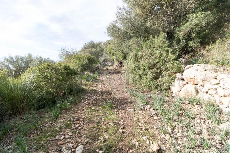 Foto 5baff911-66b5-468a-94ef-9c98a24b51e5. Masía espectacular finca rústica en petra en Manacor centre Manacor