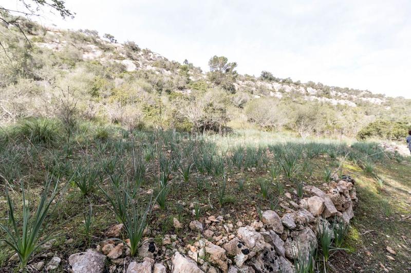 Foto 87400425-2da9-45fb-a031-bae50d00e289. Masía espectacular finca rústica en petra en Manacor centre Manacor