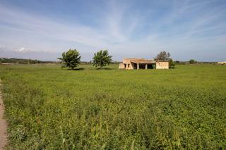 Rural plot in Petra. Finca rústica con edificación en petra