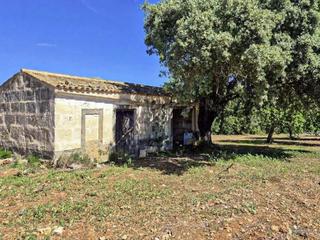 Rural plot in Petra. Finca rústica en venta en petra