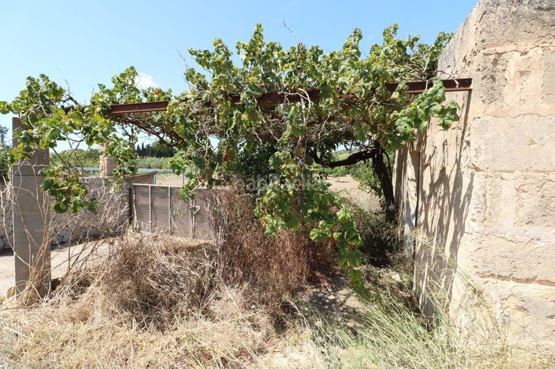 Foto 2ff11d72-737b-4c3d-ab8c-5e15c954aaaf. Finca rústica a Petra