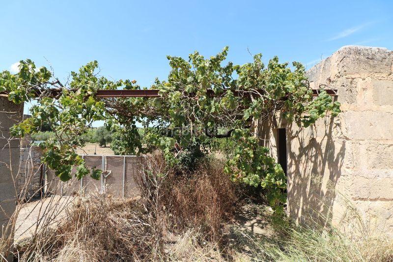 Foto c2ae0d29-2eb5-434b-873b-d7e8e1386edf. Finca rústica a Petra