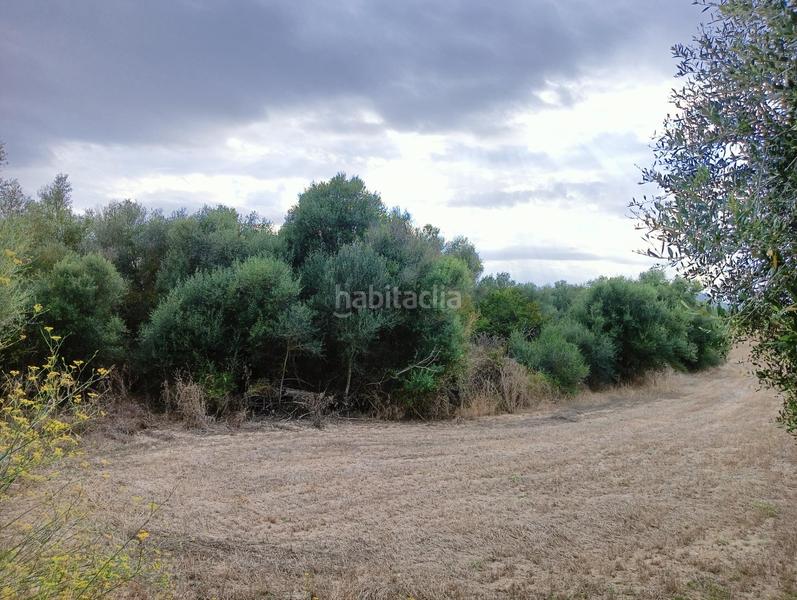 Foto 2aa9eeba-ecde-4f17-8cba-209aaaebd944. Wohngrundstück in Sant Joan