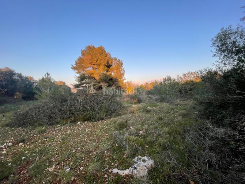 Foto 7609c1ab-a0d9-47dd-8934-9fcbbd54f78c. Finca rústica a Manacor centre Manacor