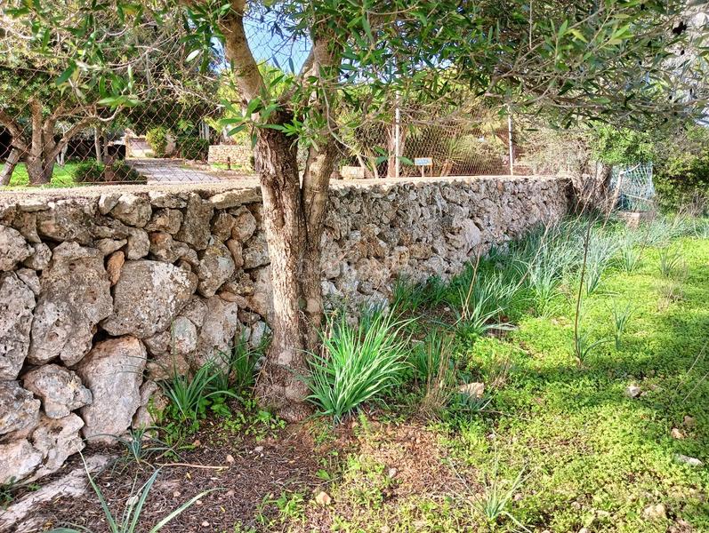 Foto 82654461-e359-4da5-9901-82dfd8f05094. Terreno residencial cp1243 solar edificable son carriosant llorenç en Manacor